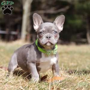 Frosty, French Bulldog Puppy